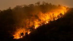 Forest damaged by wildfires