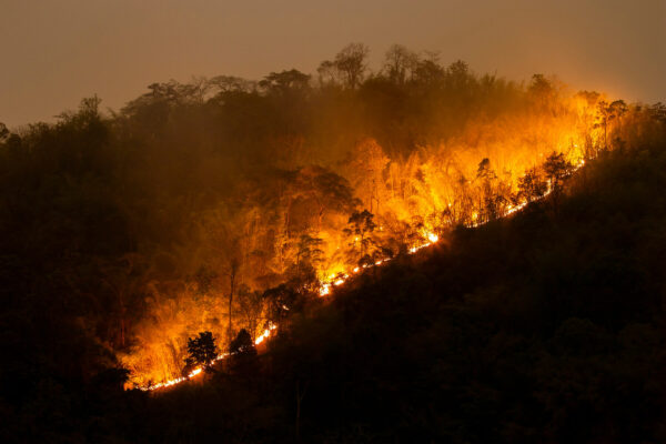 Forest damaged by wildfires