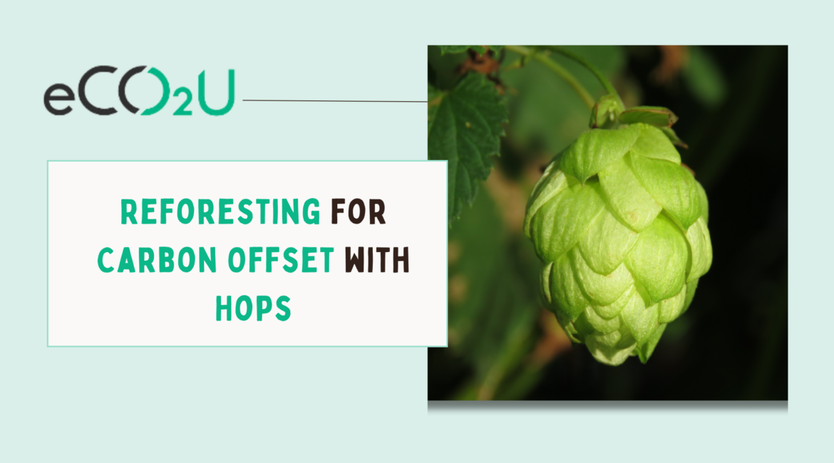 Reforesting for Carbon Offset with Hops